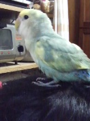 �V���[�q